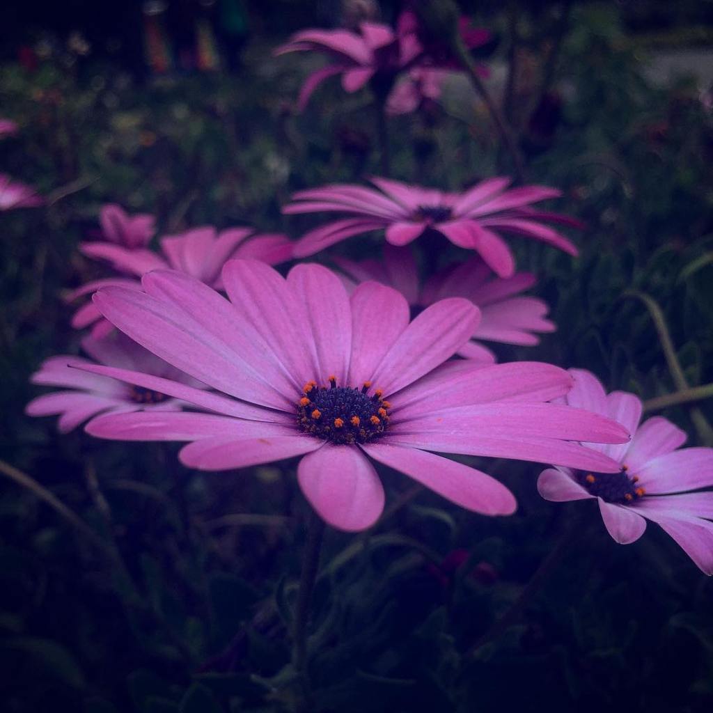 Instagram archive 2017