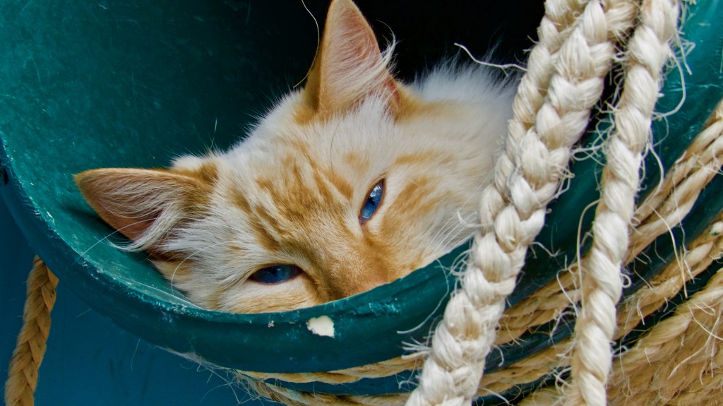 Segunda Oportunidad Cat&nbsp;Shelter