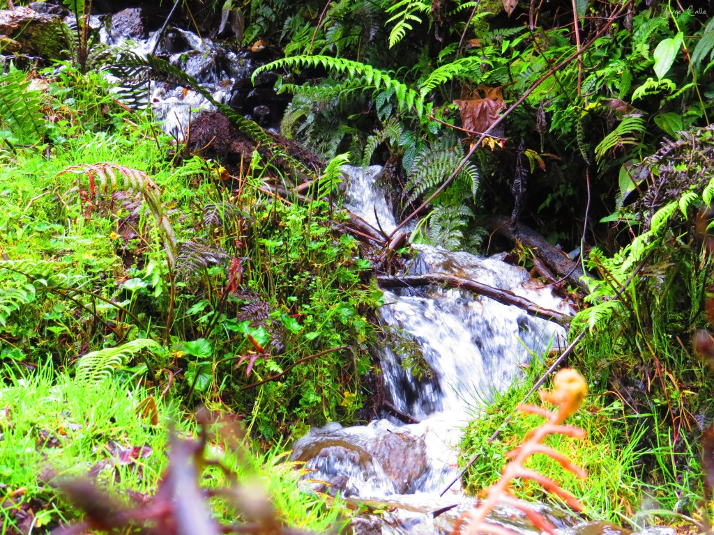 Llanganates National Park