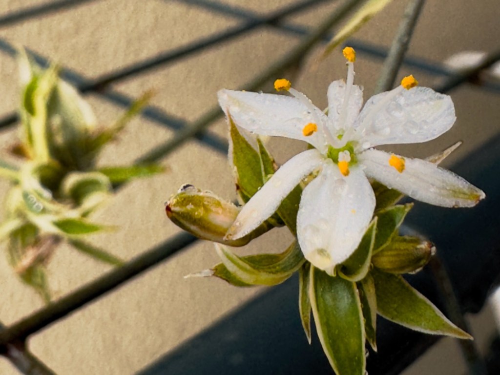 Spider plant flower